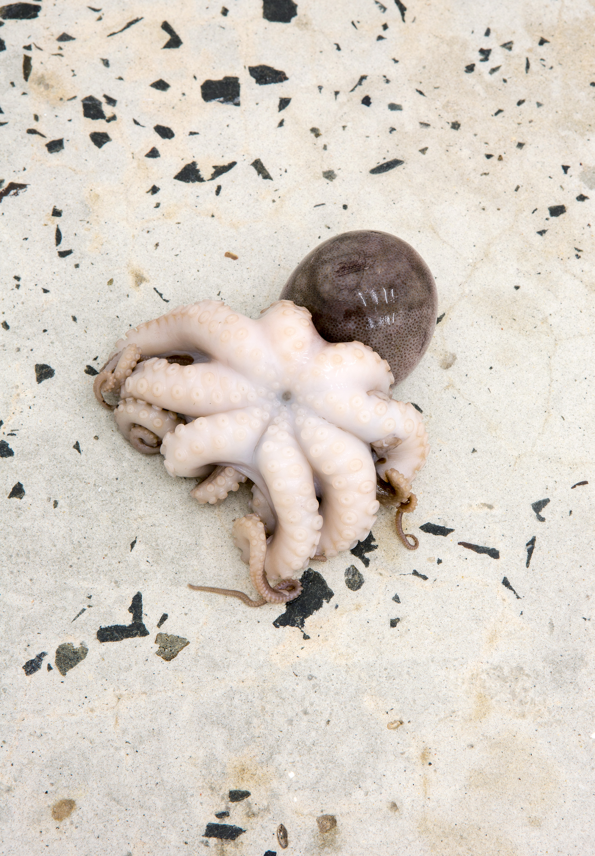 Puppies Puppies, “Octopus”, 2015, Octopus body